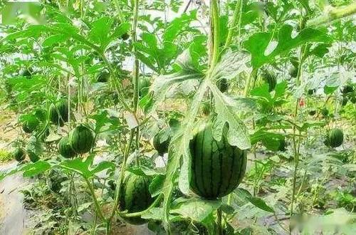 西瓜如何种植