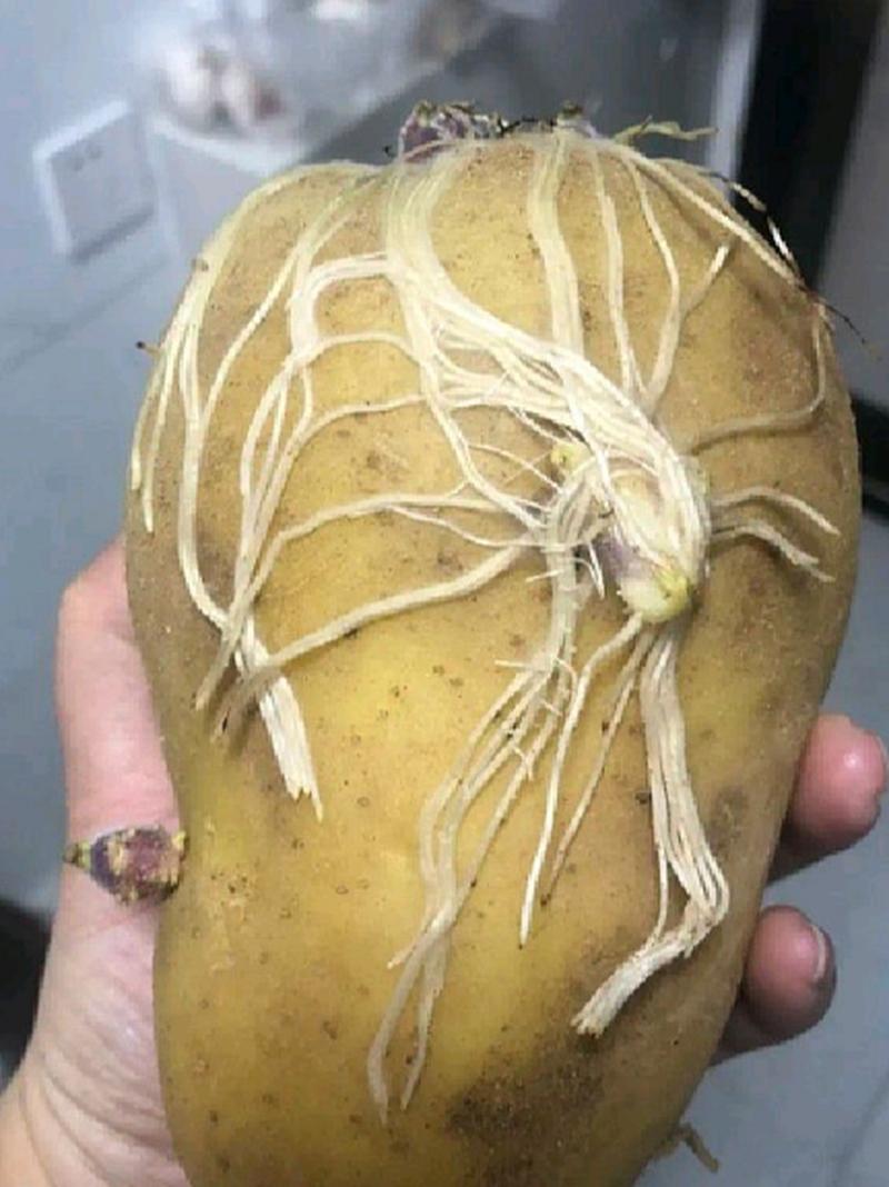 长芽的土豆能吃吗